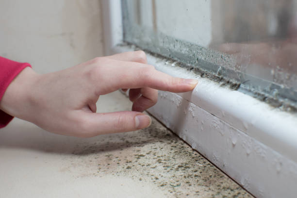 Best Air Quality Testing for Mold Spores  in Clifton, AZ